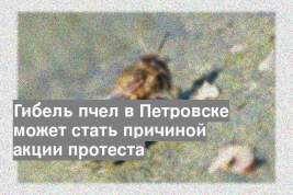 Гибель пчел в Петровске может стать причиной акции протеста