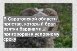 В Саратовской области пристав, который брал взятки баранами, приговорен к условному сроку