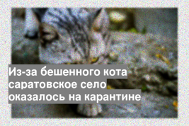 Из-за бешенного кота саратовское село оказалось на карантине