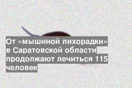 От «мышиной лихорадки» в Саратовской области продолжают лечиться 115 человек