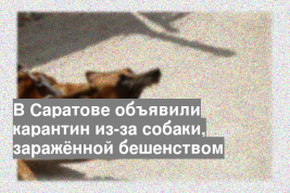 В Саратове объявили карантин из-за собаки, заражённой бешенством