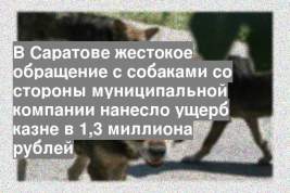 В Саратове жестокое обращение с собаками со стороны муниципальной компании нанесло ущерб казне в 1,3 миллиона рублей