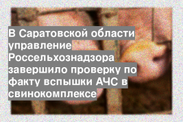 В Саратовской области управление Россельхознадзора завершило проверку по факту вспышки АЧС в свинокомплексе